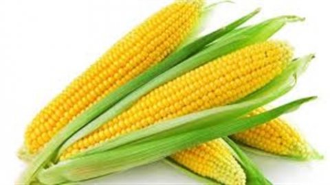 Corn silage  2