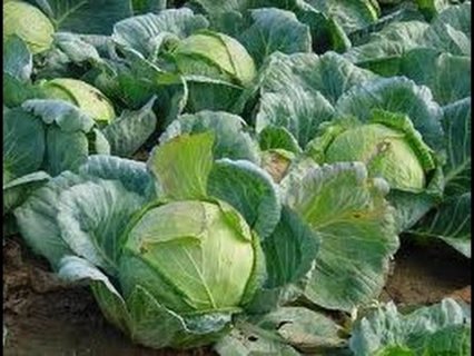Fresh cabbage 1