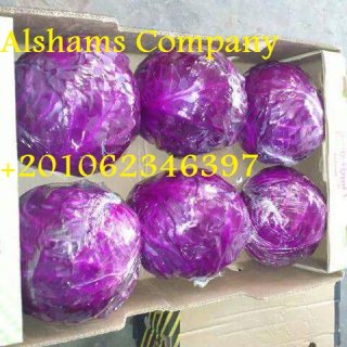 Fresh cabbage 2