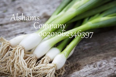 spring onions 1