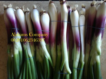 spring onions 3