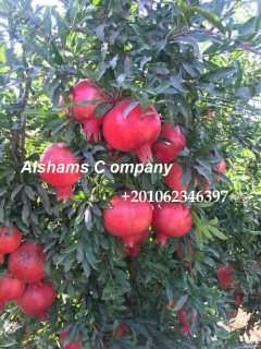 fresh pomegranate 4