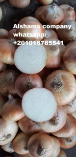 fresh onions 