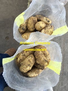 Fresh potato 4