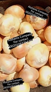 golden onion 