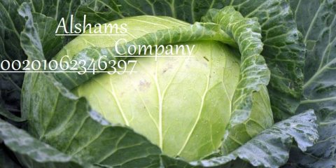 Fresh white cabbage  2