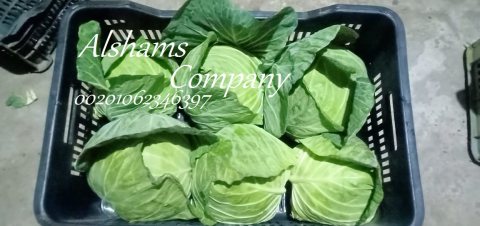 Fresh white cabbage 3
