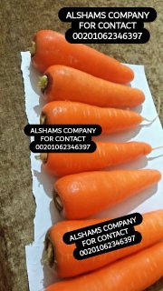  fresh carrot