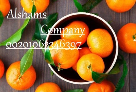  Mandarine murcott 3