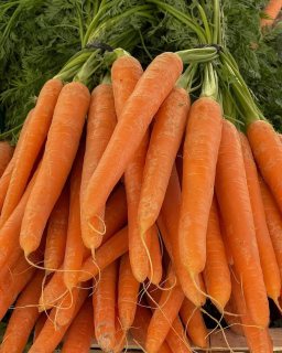 fresh  carrot  
