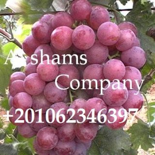 Fresh Grapes 2