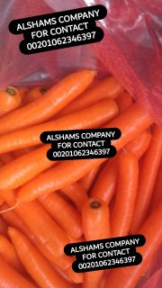 fresh carrots 2